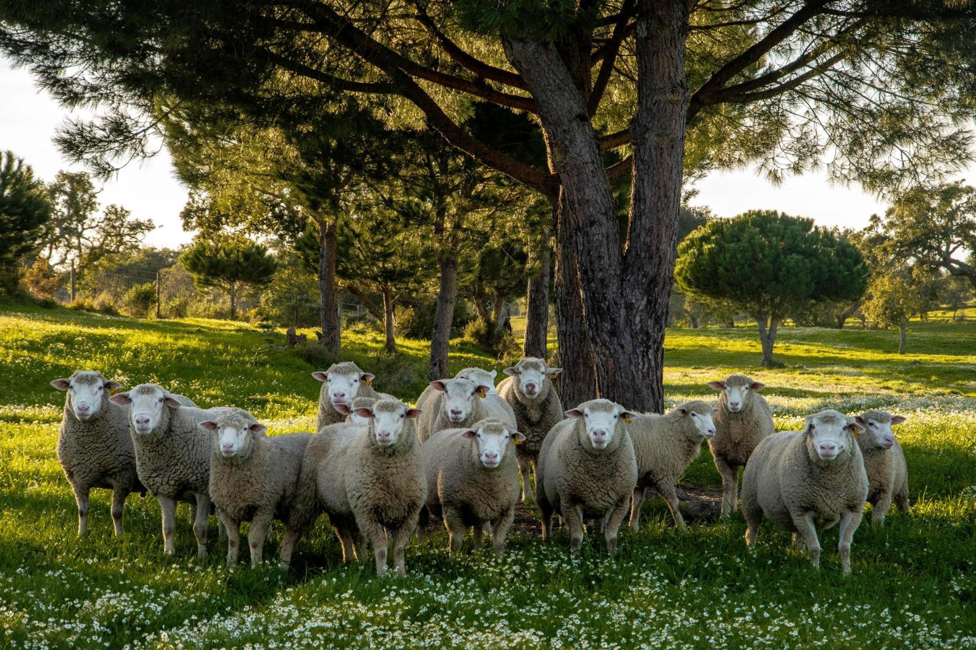Herdade Das Barradas Da Serra Grândola Eksteriør bilde