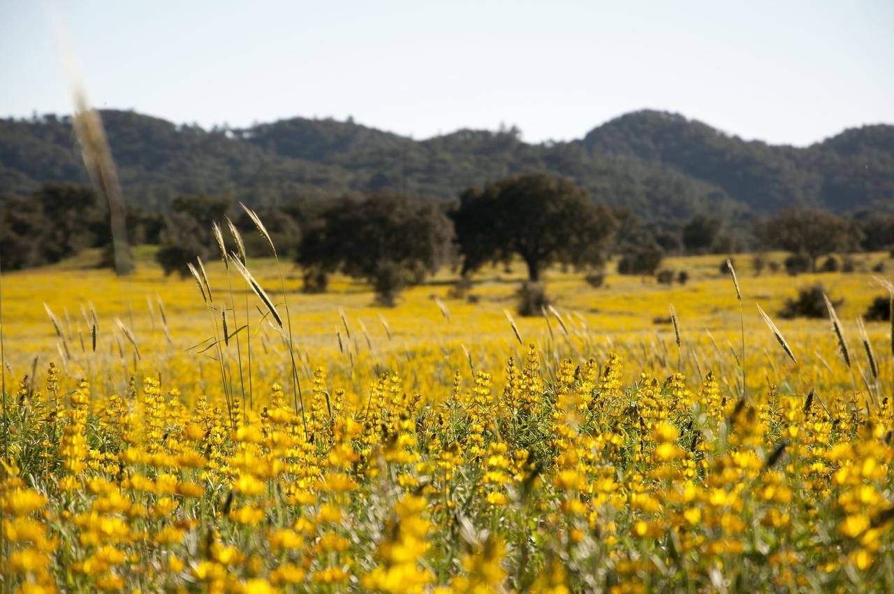 Herdade Das Barradas Da Serra Grândola Eksteriør bilde